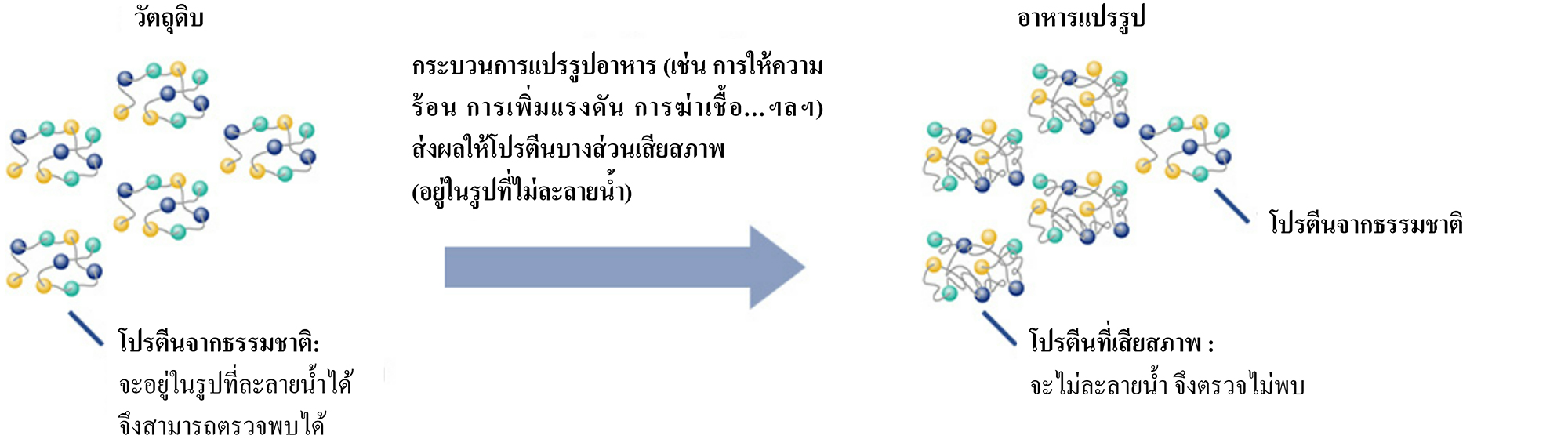 ในอาหารแปรรูปประกอบไปด้วยโปรตีนจากธรรมชาติและโปรตีนที่เสียสภาพ